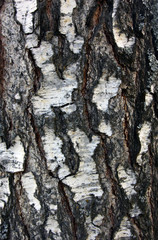 rough bumpy black and white birch bark of birch tree foreground