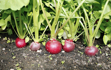 Fresh red radishes with leaves