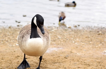 Canada Goose at Hollingworth Lake Waterfront 4