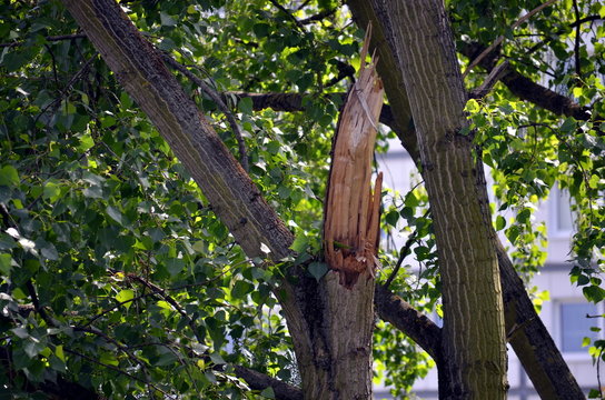 Broken Tree Branch