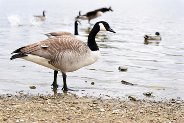 Canada Goose at Hollingworth Lake Waterfront 1