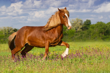 Beautiful red horse with long blond mane run  in spring field with violet flowers