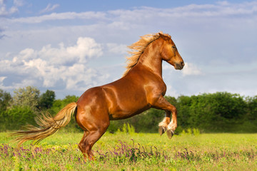 Red horse with long mane rearing up outdoor