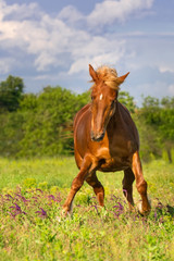 Fototapeta premium Red horse run in spring meadow