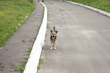 Dog on the road