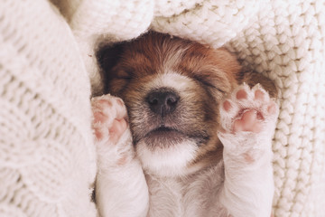 Cute puppy sleeping with his paws up on a knitted sweater. Cozy winter at home. Instagram filter