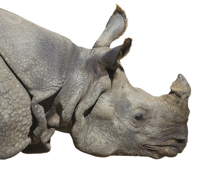 Portrait of a rhinoceros on white background isolated