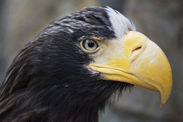 Portrait Steller's Sea Eagle closeup