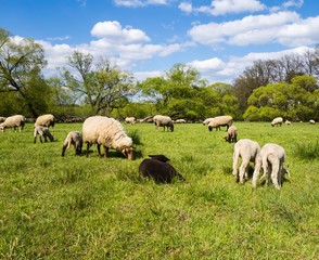 Obraz premium Lämmerzeit