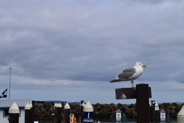 Seagull resting at a marina dock.
