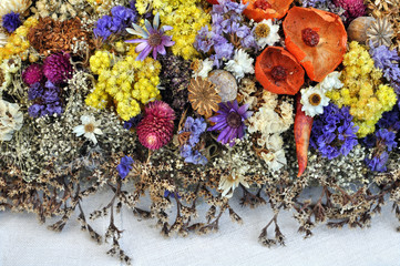 set of wild dried flowers