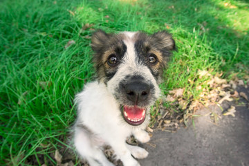 Funny little dog looking at the camera