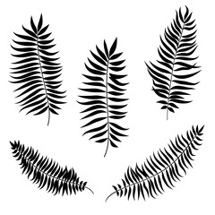 Leaves set. Palm leaf silhouette vector collection