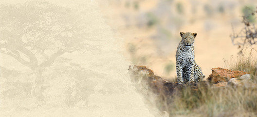 Fototapeta na wymiar Leopard on textured paper