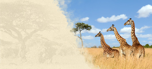Obraz premium Giraffe on textured paper