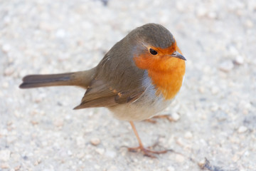 Brave robin standing just in front of me