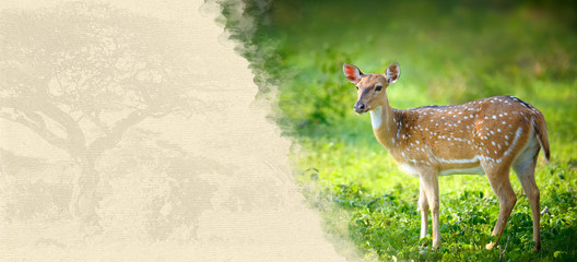 Obraz premium Deer on textured paper