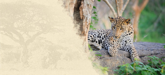 Fototapeta premium Leopard on textured paper