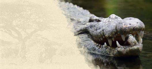 Obraz premium Crocodile on textured paper