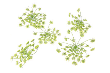 イタリアンパセリの花