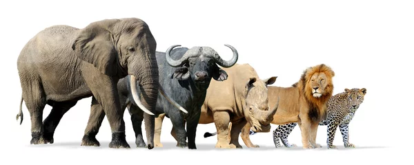 Fotobehang Afrika Grote vijf spel geïsoleerd op wit  © byrdyak