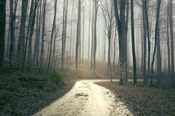 Mystical brown colored foggy forest with forest road. 