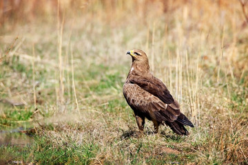 lesser spotted eagle