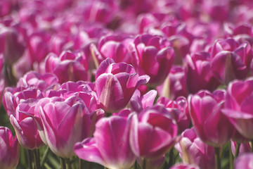 Obraz premium pink tulips