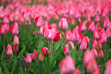 Beautiful bouquet of pink Tulips
