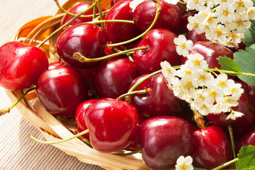 Fresh sweet cherries with white flowers