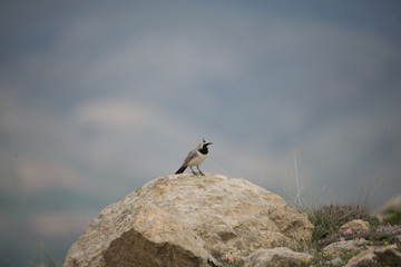 horned lark, bird, ornito,