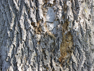 Old wood bark texture background pattern. Tree bark aged texture. Rough bark texture with scratches.