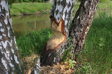 drzewo zniszczone przez bobra © macpul