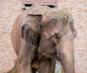 Elephant / Elephant relax in elephant farm.