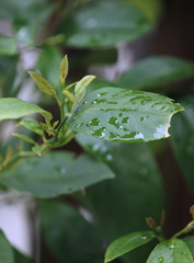 water drops on a leaf