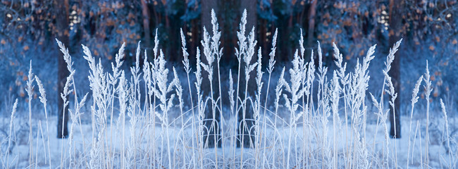 Covered by snow dry spikelets. Selective focus