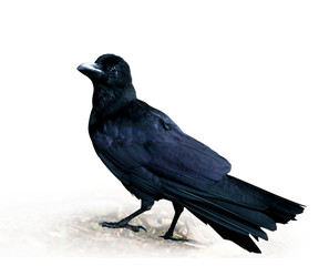 Crow / Crow standing on white background.