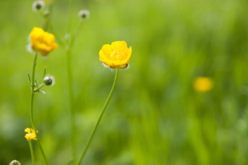 Small Yellow Wildflowers background (shallow depth of field)