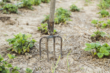 Pitchfork in the ground closeup