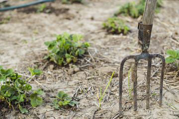Pitchfork in the ground closeup