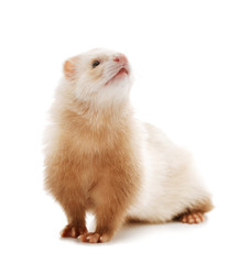 Cute red ferret