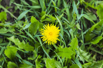 Alone dandelion in green grass