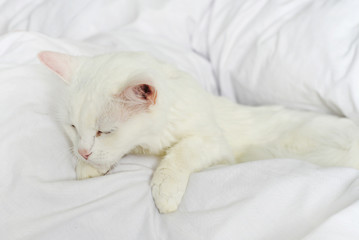 Fototapeta na wymiar Pure white cat sleeping