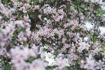Obraz premium Cherry blossoms. Apple blossom in spring in Russia. Selective focus