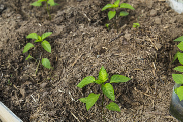 Peper seedling in greenhouse