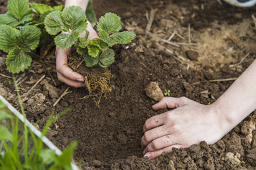 Gardener hands planting strawberry