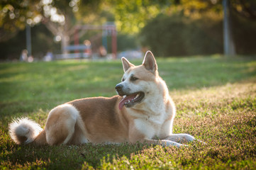 Portrait of akita Inu dog lying on grass