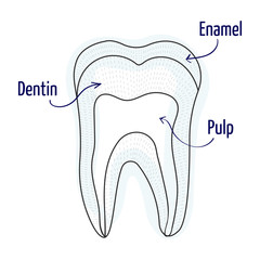 Tooth structure illustration. Vector illustration. Human teeth structure.
