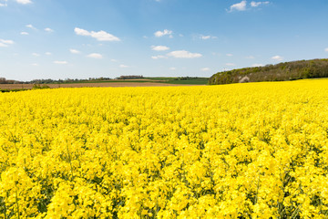 Cultivated yellow raps field in France