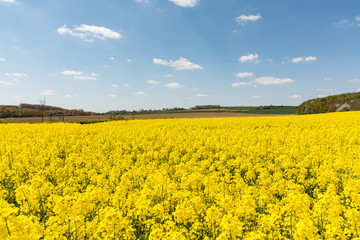 Cultivated yellow raps field in France